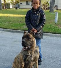 11 month old presa canario. Presa Canario Breeders In Nc Exotic French Bull Dog Breeders In Nc