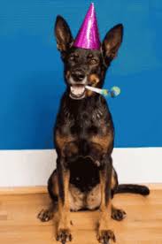 Maybe you would like to learn more about one of these? Happy Birthday Dog Gifs Tenor