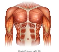 Strength is developed in these rather thin walls by the crisscrossing of fibres. Male Diastasis Recti Also Known As Diastasis Rectus Abdominus Or Abdominal Separation There Is A Gap Between Muscles Canstock
