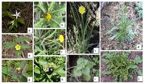 Image result for Tolpis capensis