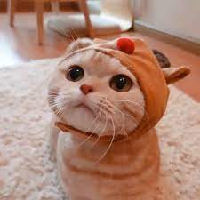 save follow thỏ di 2020 anak kucing kucing bayi gambar kucing lucu