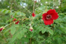 Rose 'Geranium'