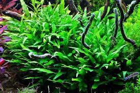 Cara tanam aquilaria.sp (malacensis, microcarpa, beccariana dan sejenisnya). Java Fern Care Guide Planting Growing And Propagation Shrimp And Snail Breeder