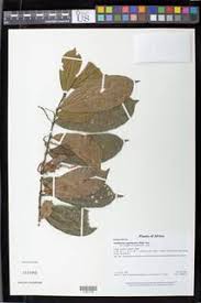 Image result for Antidesma vogelianum