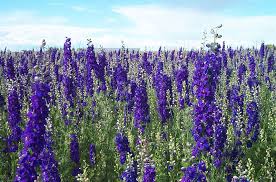 July Flower Of The Month Larkspur Fran S Flowers