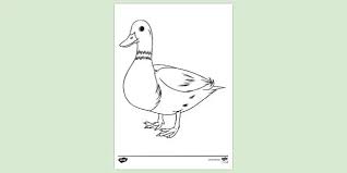Medquit â» coloring pages for duck fresh two mallard ducks coloring. Mallard Duck Colouring Sheet Colouring Sheets
