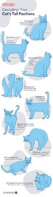 Cuddles are a great way to tell if your cat is happy. Cat Tail Language 101 Why Cats Wag Their Tails And More Petmd