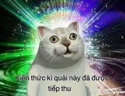 meo kiến thứ ki quai nay đa được tiếp thu meo hinh vui meme