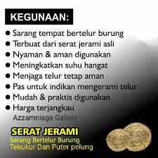 Cara sederhana ini juga dapat membantu memperkirakan usia telur. Sarang Burung Jerami Buat Burung Tekukur Klantan Puter Pelung Merpati Dll Shopee Indonesia