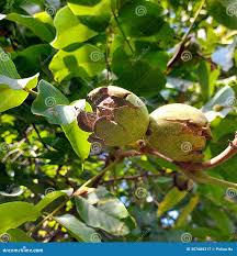 Image result for Juglandaceae