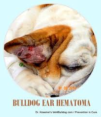Image result for abscess dog's ear flap