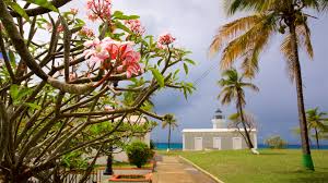 Image result for Faroa pusilla