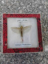 نطاط الارز الفاتح Home Decor Decor Frame