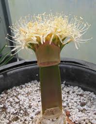 Image result for Boophone