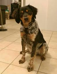 Pin On Upland Hunting And Bird Dogs