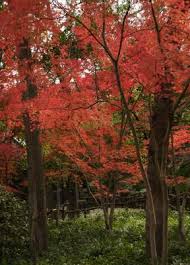 Maples have a tendency to produce girdling roots, which are ones that cross over sideways against the trunk or over top of other roots. Signs Of Root Rot On A Japanese Maple