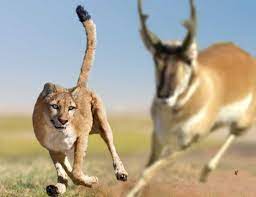 American Cheetah North American Animals Prehistoric Animals Prehistoric Wildlife