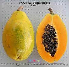 hcar 302 carica papaya line 8 papaya growing papaya tropical plants