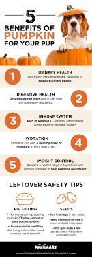 5 Health Benefits Of Pumpkin For Your Pup Pumpkin Is Not Just For Humans But Has Numerous Benefits For Your Pets Too Dog Remedies Dog Health Tips Pet Health