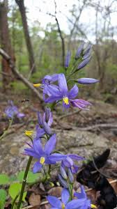 Image result for Cyanastrum johnstonii