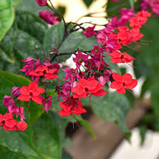 Image result for Clerodendrum