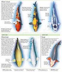 Awe Inspiring Koi Fish Meaning In Tattoo Fortune Luck 2020 Koi Fish Colors Koi Fish Koi Fish Tattoo Meaning