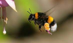 Check spelling or type a new query. The Best Flowers To Plant To Help The Bees Express Co Uk