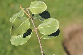 Image result for Cryptocarya