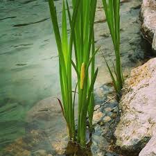 Image result for Calamus deerratus