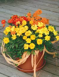 Image result for Cosmos sulphureus