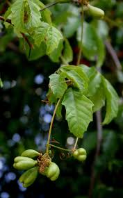 Image result for Paullinia pinnata