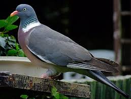 Woodpigeon Lots Of Them Around Us But They Don T Often Come In The Garden We See Flocks Of Them Grazing In The Field Wood Pigeon Beautiful Birds Nature Birds