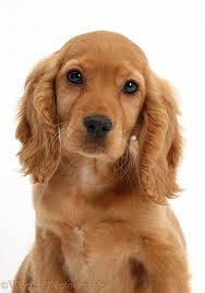 Black And Brown Working Cocker Spaniel Image Result For Working Spaniel Blonde Golden Cocker Spaniel Puppies Spaniel Puppies Cocker Spaniel Puppies