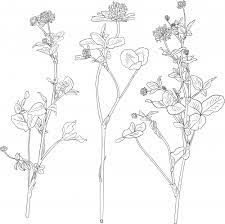 The article includes the most popular flowers found across the world with some factual information. Wild Flowers Coloring Page Kidspressmagazine Com Flowers Coloring Pages Nature Coloring Pages Hand Drawn Vector Illustrations