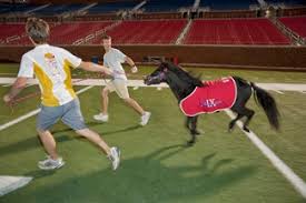 Tietoa perunan terveellisyydestä ja ekologisuudesta. Changing Reigns Smu Mascot Peruna Viii Passes Reins To Peruna Ix Smu