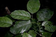 Image result for Strombosia scheffleri