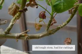 Image result for cuttings of geraniums