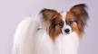 Papillon Dog Breed Information | Temperament & Health