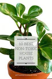 10 Best Non Toxic Houseplants That Are Safe For Children Cats Dogs My Tasteful Space Safe House Plants Dog Safe Plants Low Light House Plants