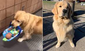 Police Therapy Dog Is Caught Stealing Holiday Toy Donations In Adorable Video Daily Mail Online
