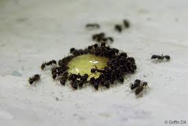The tiny black ants showed up about a year ago. How To Get Rid Of Ants Invading Your Home
