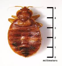 Using outdoor pesticides to control bed bugs can make you or your family very sick. Introduction To Bed Bugs Us Epa
