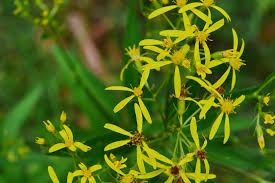 Image result for Senecio ruwenzoriensis