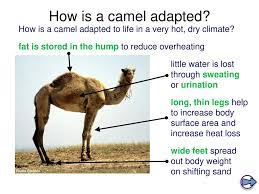 How it has adapted organisms exist in many environments, some are arid also, the facts are that the joe camel ad campaign had grown camels underage market share from 0.5 % to 32.5%, this is a. Adaptation In Animals You Should Be Able To Describe How These Animals Are Adapted To Their Habitats Ppt Download