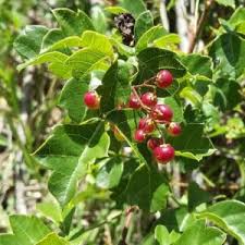 Image result for Searsia dentata