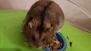 Why Your Syrian Hamster Is Making A Squeaking Noise