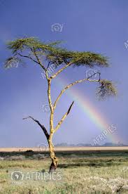 Image result for Acacia xanthophloea