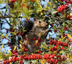 When you try to hide, but your love for berries takes over and you don't  care anymore. 😄 Mobile.