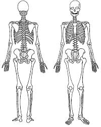 Explore the cheat sheet for the main muscles and bones of the back. Back And Front Of A Skeleton Coloring Page Netart Human Skeleton Pirate Coloring Pages Animal Skeletons
