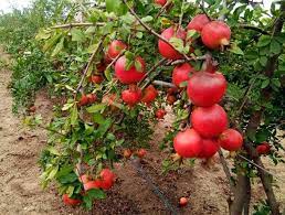 How To Grow Pomegranate In Pot Growing Pomegranate Tree Pomegranate Tree Care Pomegranate Growing Pomegranate